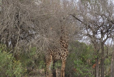 Familienreise Südafrika - Südafrika for family -best of safari - Krüger Nationalpark - Giraffe