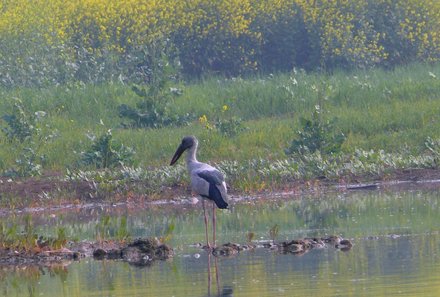 Indien for family - Indien Familienreise - Vogel - Safari im Ranthambore Nationalpark