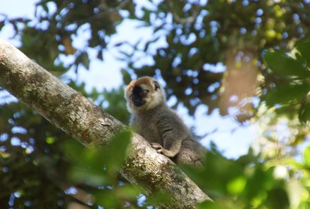 Madagaskar Familienreise - Madagaskar Family & Teens - Lemur in Ranomafana Nationalpark