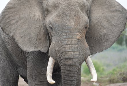 Uganda Familienurlaub - Uganda Family & Teens - Elefantenkopf