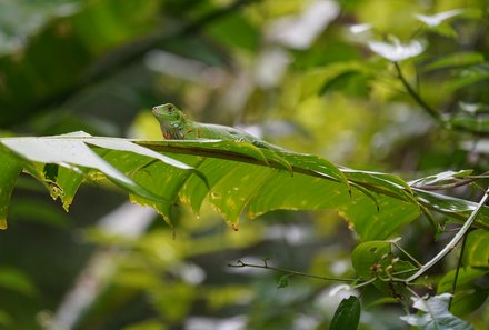 Familienurlaub Costa Rica - Costa Rica Abenteuer Regenwald und Pazifik - Nationalpark Manuel Antonio - Tier