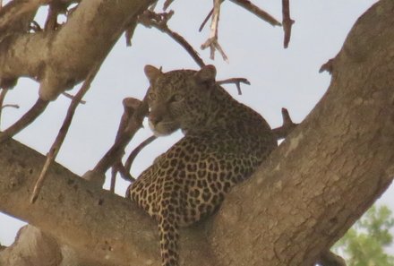 Kenia Familienreise - Kenia Family & Teens - Pirschfahrt im Tsavo Ost Nationalpark - Leopard im Baum