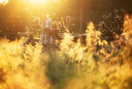 Finnland Familienreise - Finnland for family - Rentier in der Sonne