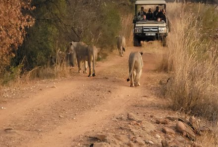 Südafrika individuelle Familienreise - Safari & Strand - Entabeni Safari Conservancy - Löwen