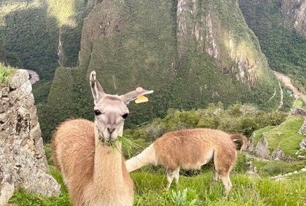 Peru Familienreise - Peru Teens on Tour - Machu Picchu - Lamas