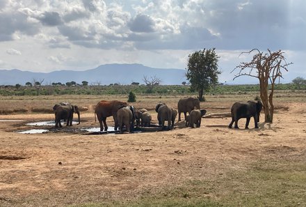 Kenia Familienreise - Kenia Family & Teens - Pirschfahrt im Tsavo Ost Nationalpark - Elefanten am Wasserloch