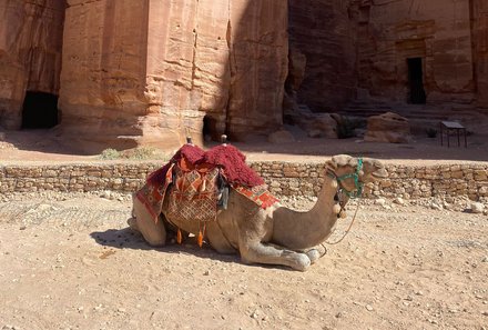 Jordanien Rundreise mit Kindern - Petra - Kamel