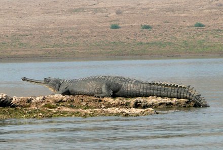 Indien for family - Indien Familienreise - Krokodil - Safari im Ranthambore Nationalpark