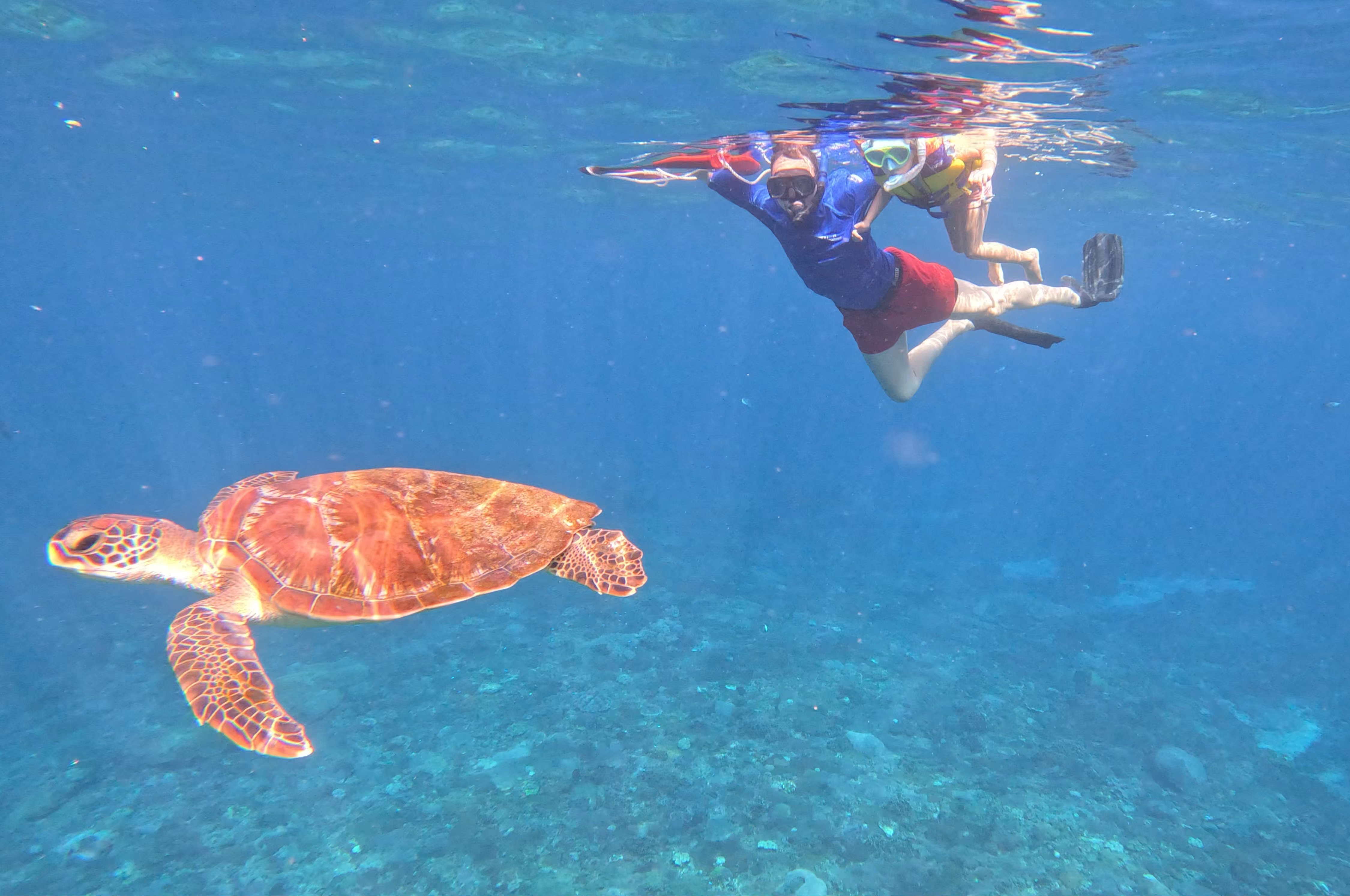Bali mit Kindern Erfahrungen - Bali Rundreise mit Kindern - Unterwasserwelt