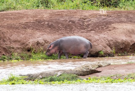 Kenia Familienreise - Kenia for family individuell deluxe - Tsavo West NP Pirschfahrt - Flusspferd und Krokodil