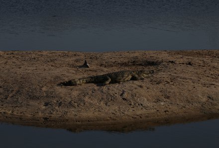 Südafrika mit Kindern - Südafrika for family - Makutsi Safari Farm - Nacht-Jeepsafari - Krokodil