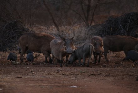 Südafrika mit Kindern - Südafrika for family - Makutsi Safari Farm - Nacht-Jeepsafari - Warzenschweine