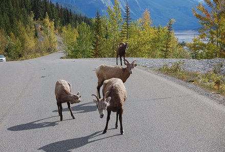 Westkanada Camping for family - Rocky Mountains mit Kindern - Ziegen auf der Straße