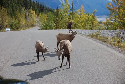 Westkanada for family individuell - Familienreise in Westkanada mit Kindern - Bergziegen