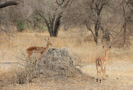 Tansania Familienurlaub - Tansania for family - Antilopen im Tarangire Nationalpark