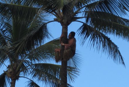 Hawaii Inselhopping for family individuell - Familienreise Hawaii mit Kindern - Einheimischer klammert an einer Palme