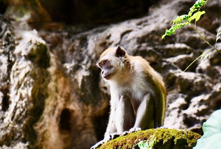 Familienurlaub Malaysia & Borneo - Malaysia & Borneo for family individuell - Makakenaffen in Batu Caves bei Kuala Lumpur