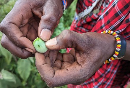 Kenia Familienreise - Kenia for family individuell deluxe - Massai zeigt Frucht