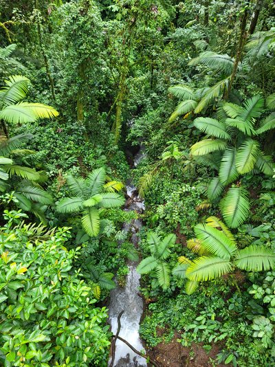 Costa Rica Familienreise - Costa Rica Abenteuer Regenwald und Pazifik - Regenwald