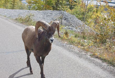 Westkanada for family individuell - Familienreise in Westkanada mit Kindern - Bergziege