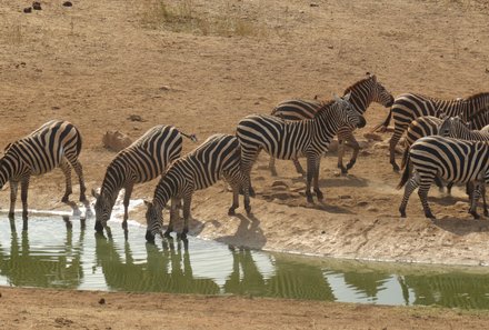 Kenia Familienreise - Kenia for family individuell - Best of Safari & Chale Island - Safari Taita Hills - Zebras