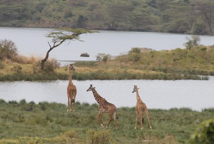 Tansania Familienurlaub - Tansania for family - Giraffen im Arusha Nationalpark