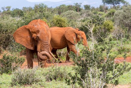 Kenia Familienreise - Kenia Family & Teens - Pirschfahrt im Tsavo Ost Nationalpark - rote Elefanten