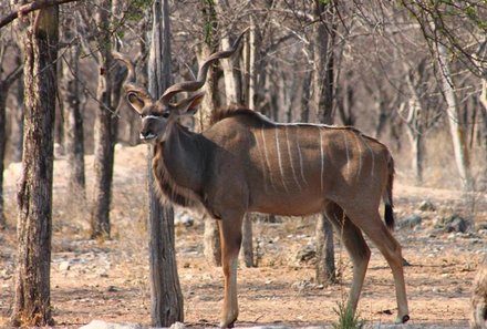 Namibia Deluxe Familienreise - Etosha Nationalpark - Tier in der Natur