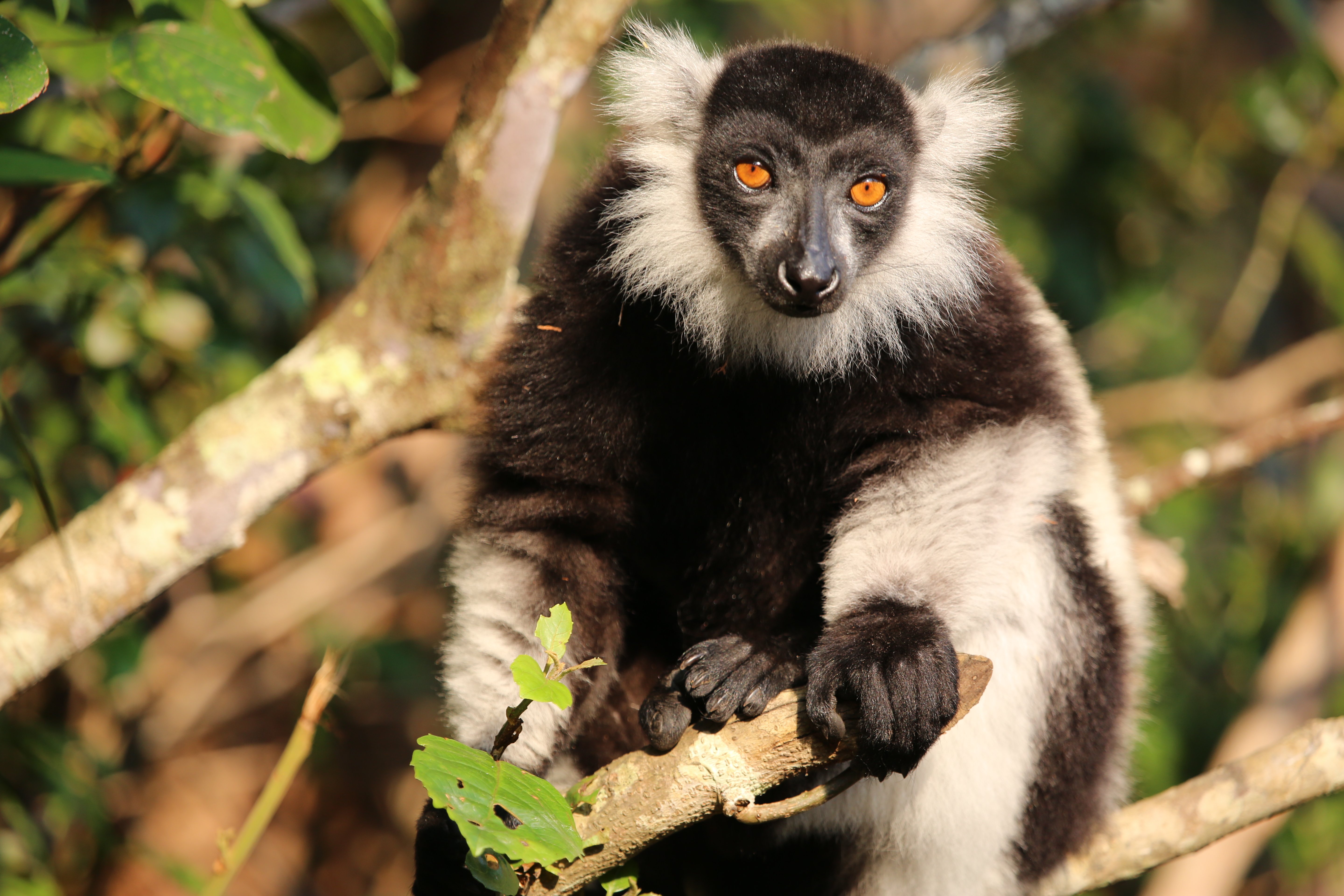 Reiseziele mit Kindern 2025 - Madagaskar Family & Teens - schwarzweißer Vari