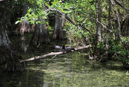 Florida Familienreise - Florida for family - Everglades - Vogel