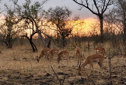 Familienreise Südafrika - Südafrika for family -best of safari - Krüger Nationalpark - Antilopen