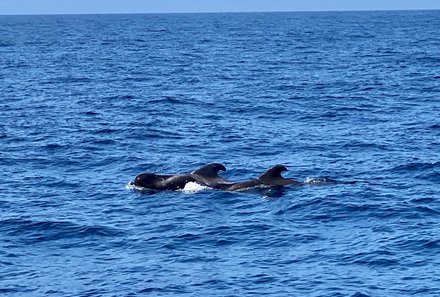 Costa Rica for family individuell - Natur & Strand pur in Costa Rica - Delfine