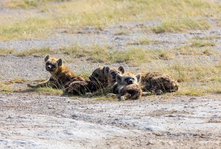 Kenia Familienreise - Kenia Family & Teens - Hyänen im Amboseli Nationalpark