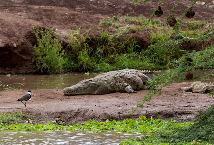 Kenia Familienreise - Kenia Family & Teens - Ziwani Wildschutzgebiet - Voyager Ziwani Camp - Krokodil