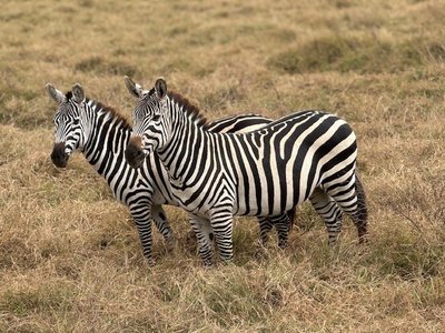 Familienreise Tansania - Tansania Family & Teens - Zebras