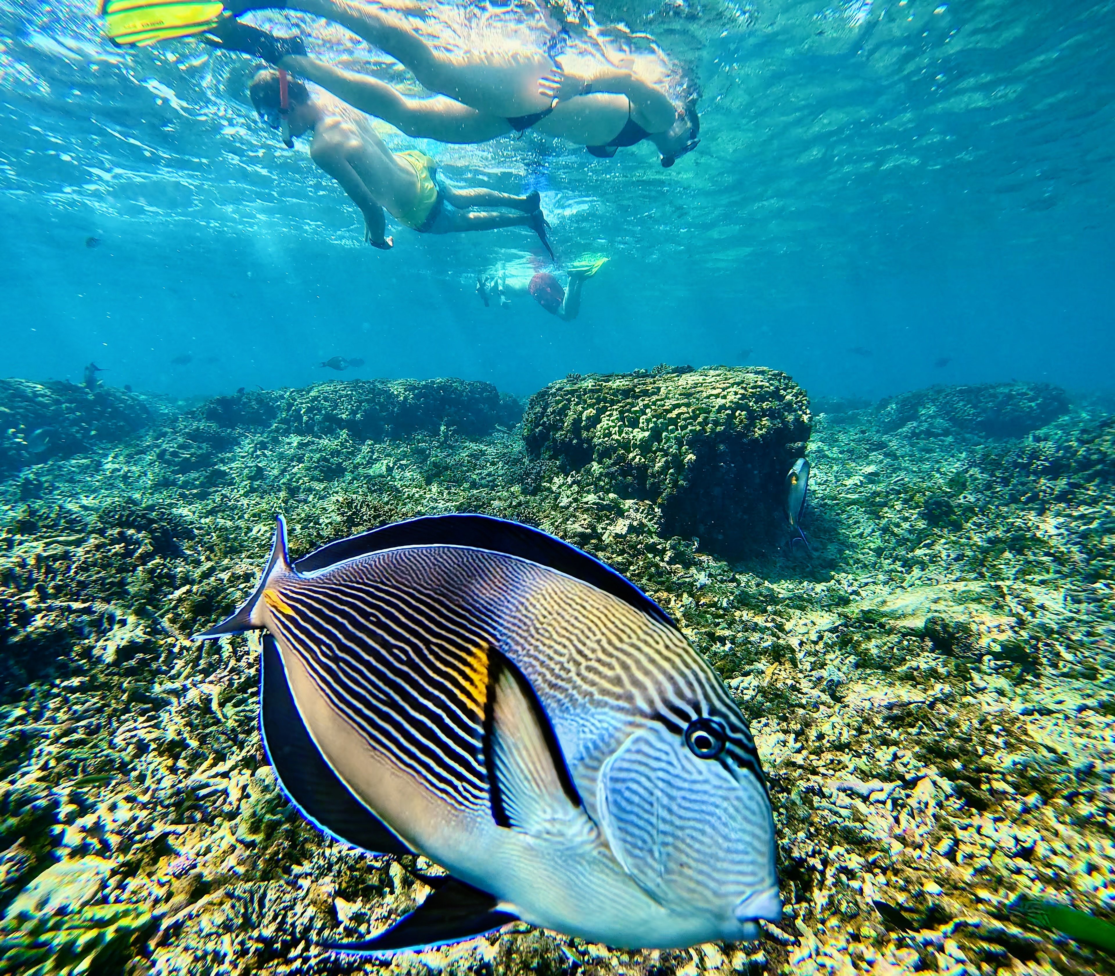 Oman 10 Tipps für Familien - schnorcheln