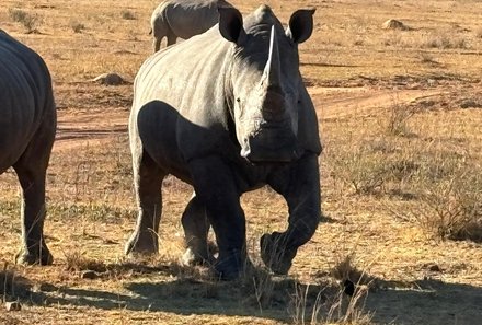 Südafrika individuelle Familienreise - Safari & Strand - Pilanesberg Nationalpark - Nashorn