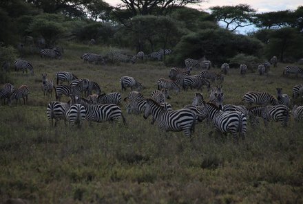 Tansania Familienreise - Tansania Family & Teens - Zebraherde