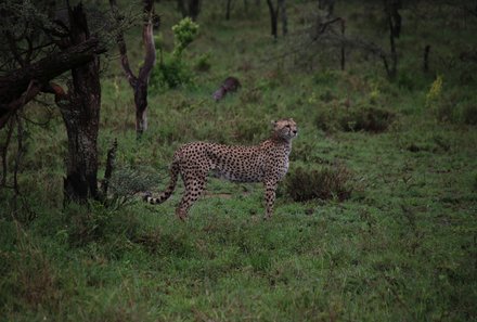 Tansania Familienreise - Tansania Family & Teens - Leopard