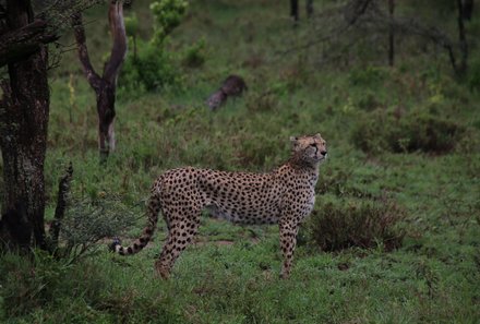 Tansania Familienreise - Tansania for Family individuell - Tarangire Nationalpark - Leopard