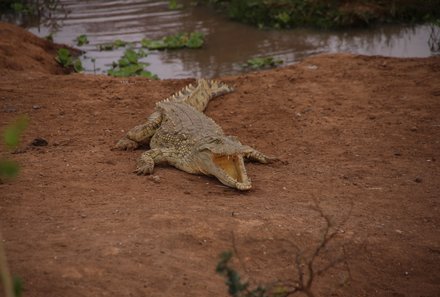 Kenia Familienreise - Kenia for family individuell - Krokodil