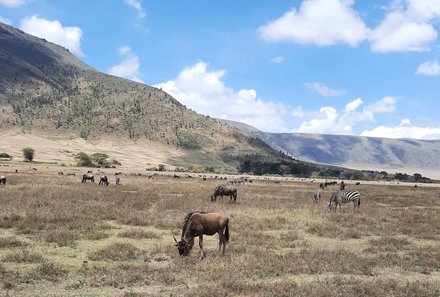 Tansania Familienurlaub - Tansania for family - Tiere am Ngorongoro Krater