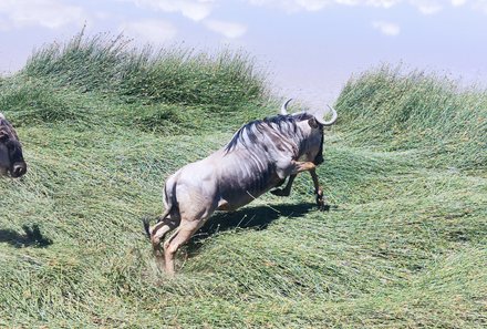 Kenia mit Kindern - Kenia for family individuell deluxe - Tiere Safari - Landschaft