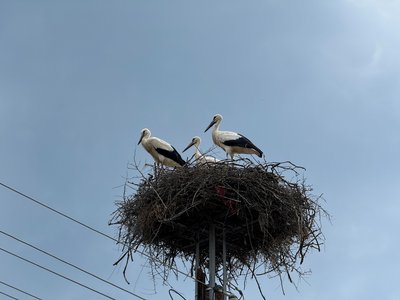 Familienreise Bulgarien - Bulgarien mit Kindern - Vögel 