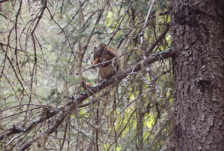 Westkanada for family - Familienurlaub Kanada - Eichhörnchen