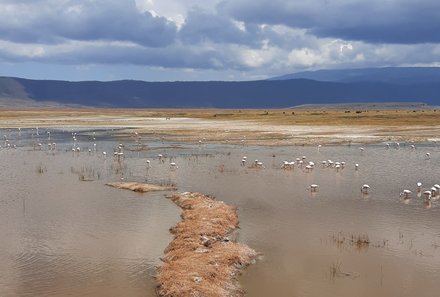 Tansania Familienurlaub - Tansania for family - Flamingos im Wasser