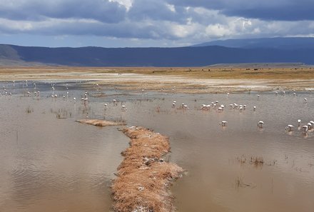 Tansania Familienreise - Tansania Family & Teens - Ngorongoro Krater - Flamingos