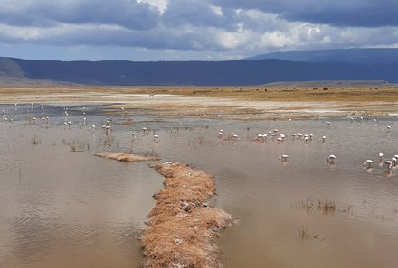 Tansania Familienreise - Tansania for family individuell - Familienabenteuer Tansania - Flamingos am Ngorongoro Krater