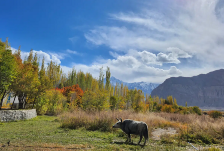 Ladakh Familienreise - Ladakh Family & Teens - Nubra Lharimo North - Umgebung