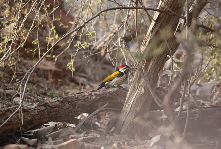 Indien for family - Indien Familienreise - Kleiner Vogel im Ranthambhore Nationalpark